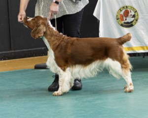 Limit Dog